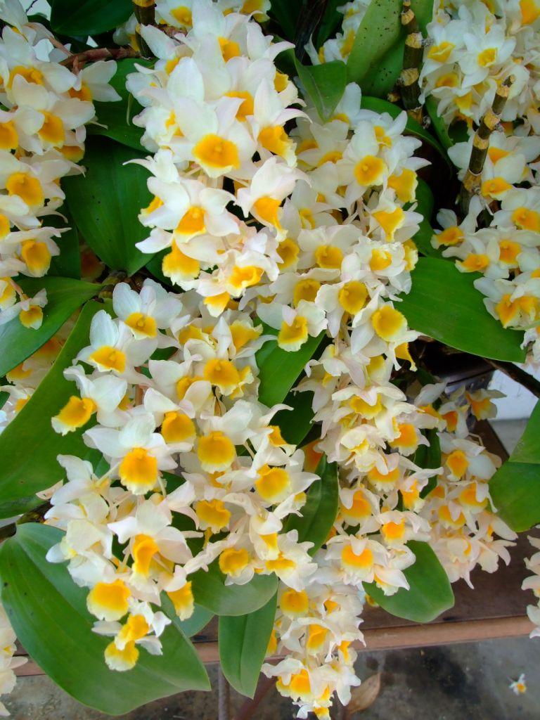 Dendrobium Farmeri-Thyrsiflorum - photo 2