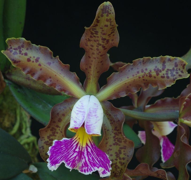 Cattleya schilleriana - AM/AOC