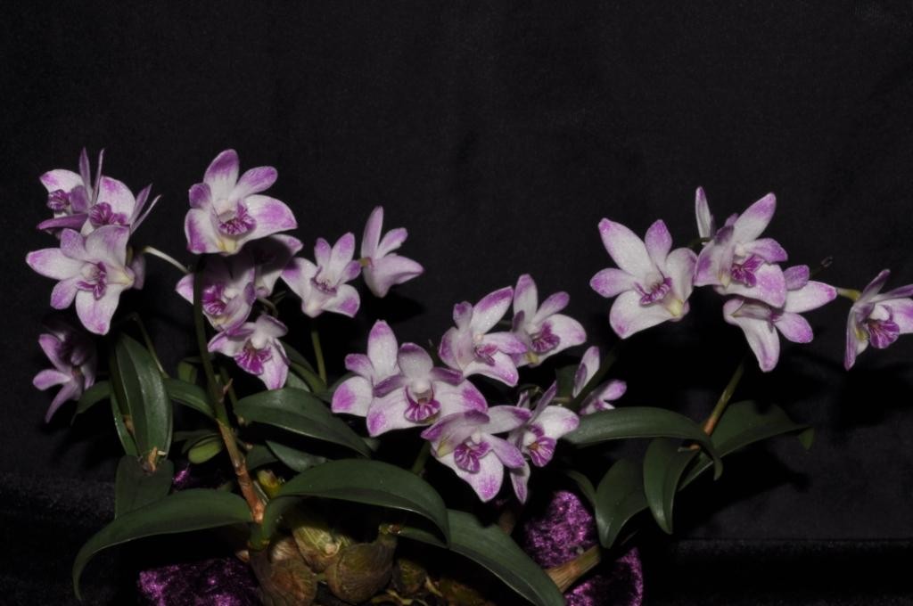Dendrobium kingianum var. pulcherrimum - HCC/AOC
