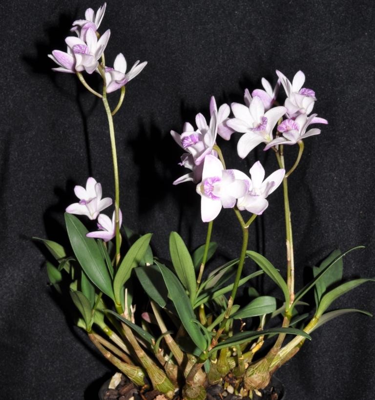 Dendrobium kingianum var. pulcherrimum - HCC/AOC
