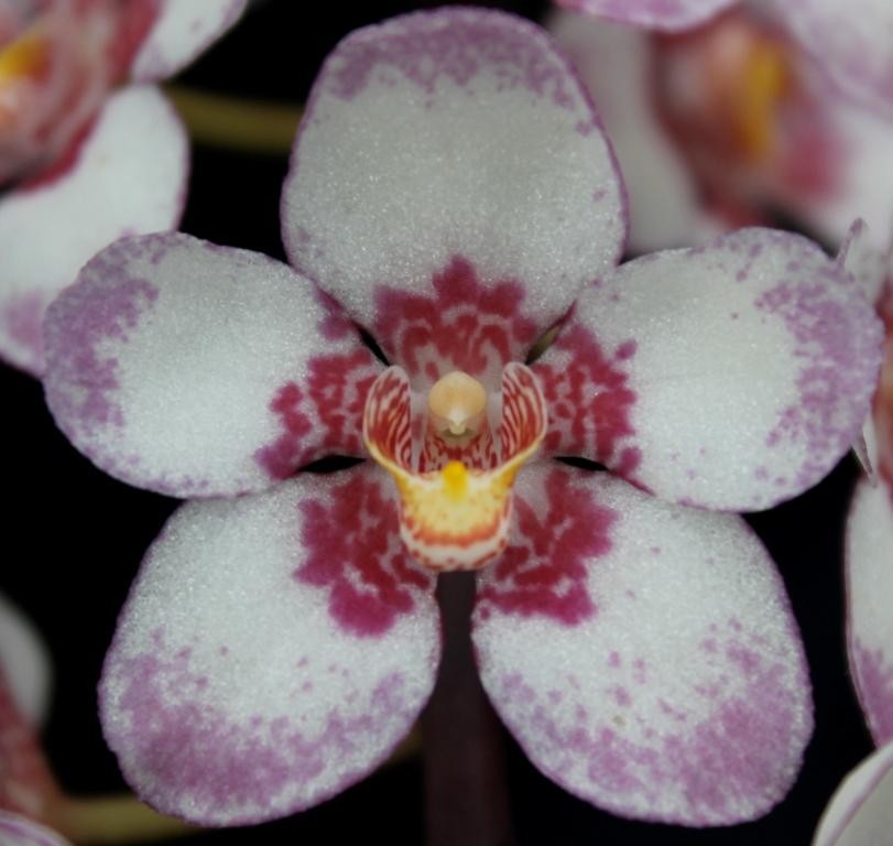 Sarco Burgundy on Ice