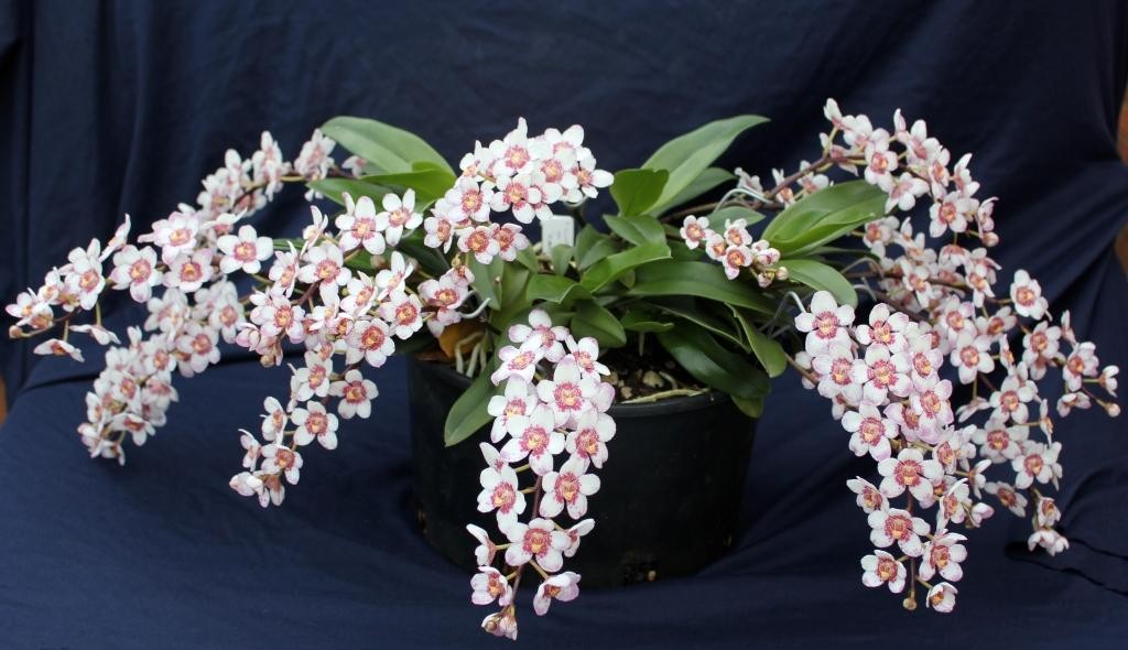 Sarco Burgundy on Ice