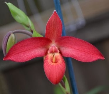 Phragmipedium Jason Fischer - HCC/AOC