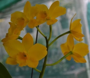 Rth Shinfong Little Love