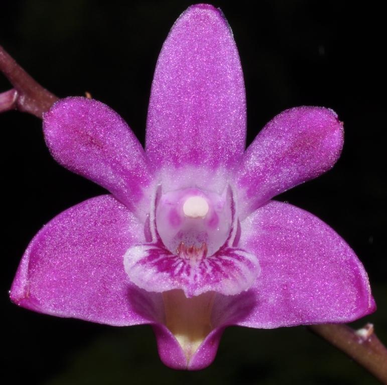 Dendrobium kingianum var. pulcherrimum - HCC/AOC