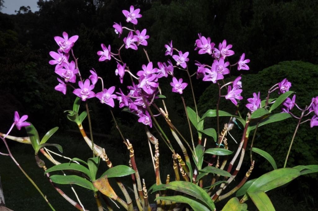 Dendrobium kingianum var. pulcherrimum - photo 2