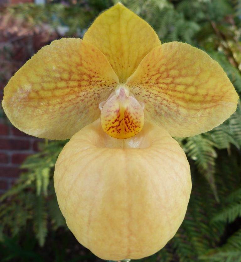 Paph Fumi's Delight