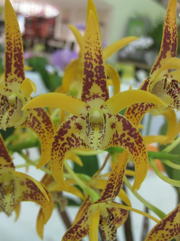 Dendrobium Avril's Gold - AM/AOC