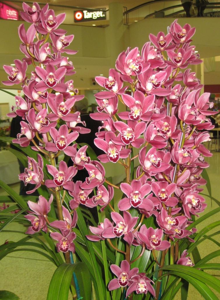 Cymbidium Waringah Winter - HCC/AOC