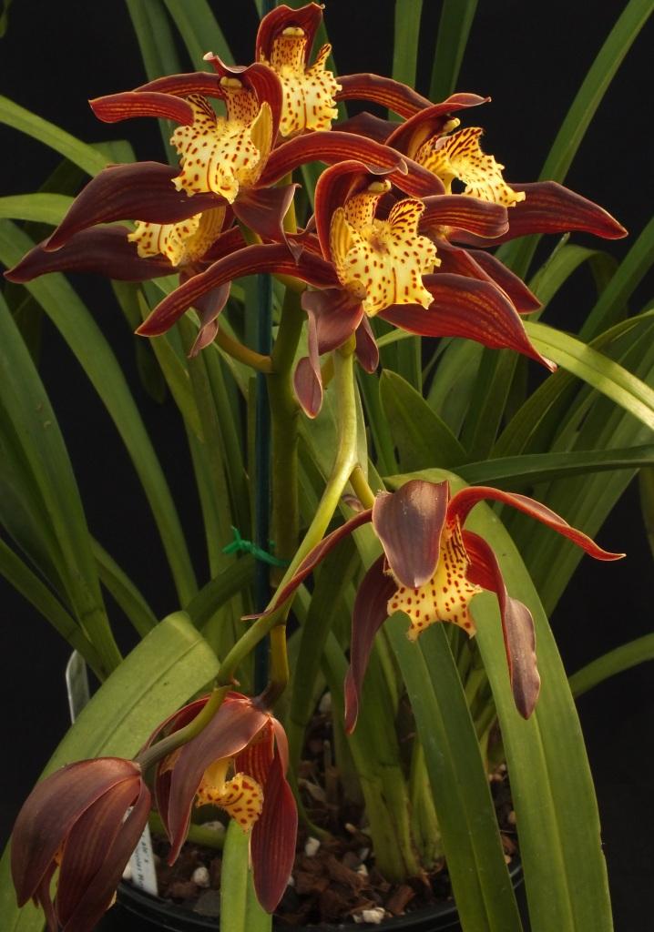 Cym Chocolat Honeycomb