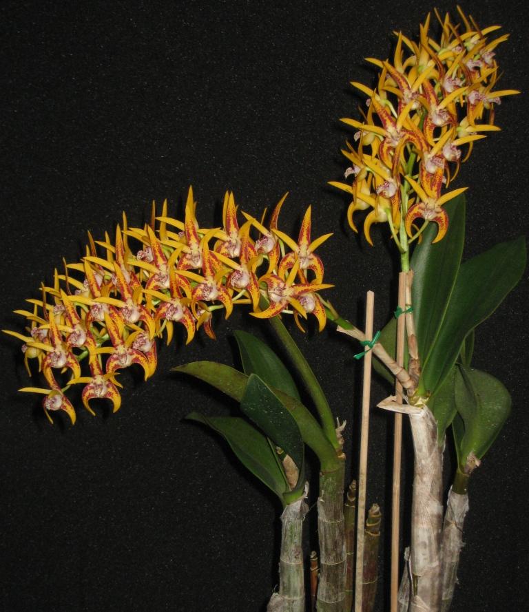 Dendrobium Avril's Gold - AM/AOC