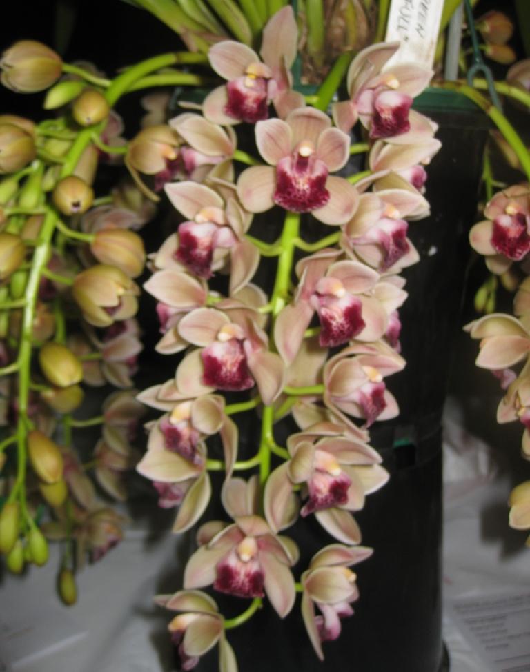 Cymbidium Mary Green - HCC/AOC