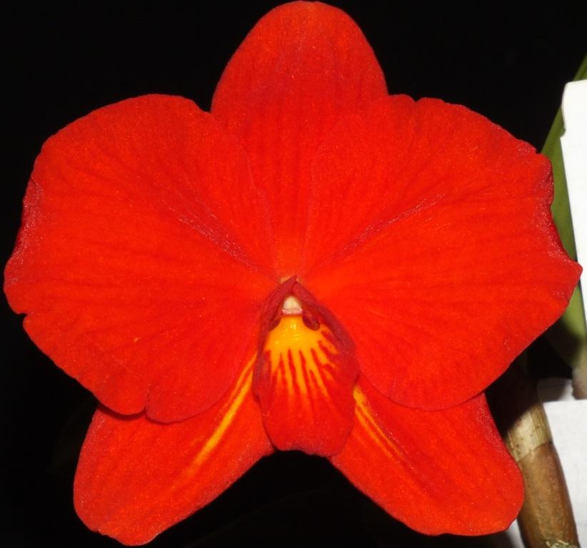 Cattleya coccinea - HCC/AOC