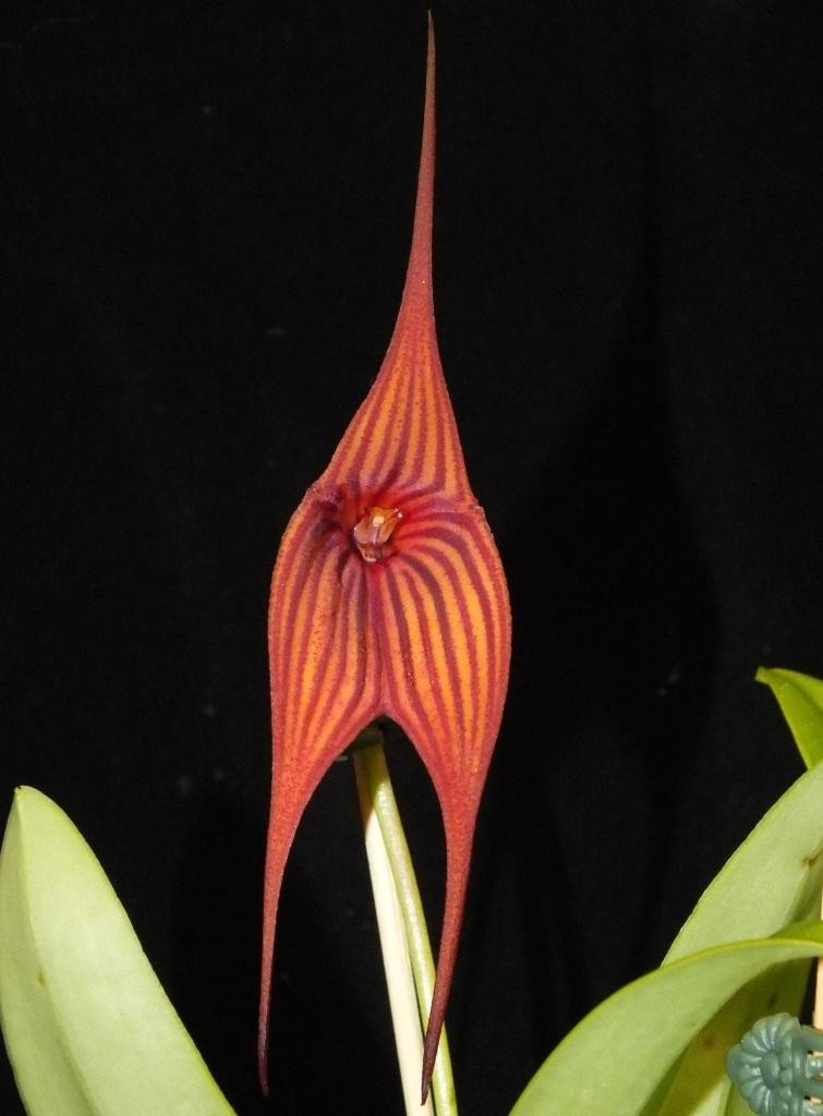 Masdevallia Lightning Stripes - AM/AOC