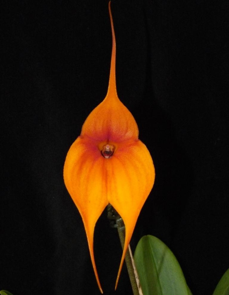 Masdevallia Orinoco - AM/AOC