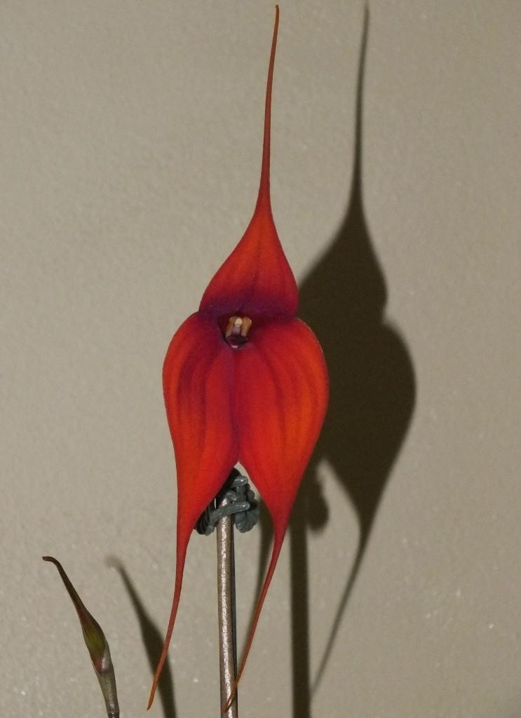 Masd Clarendon Glory