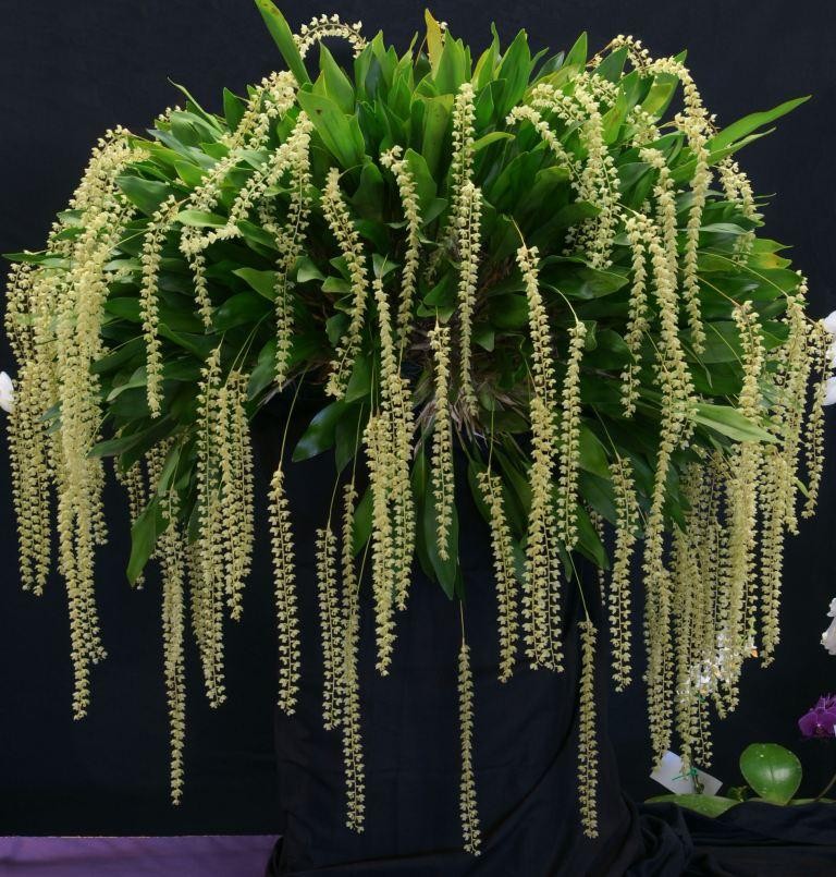 Coelogyne cobbiana 'Allan's Pride'