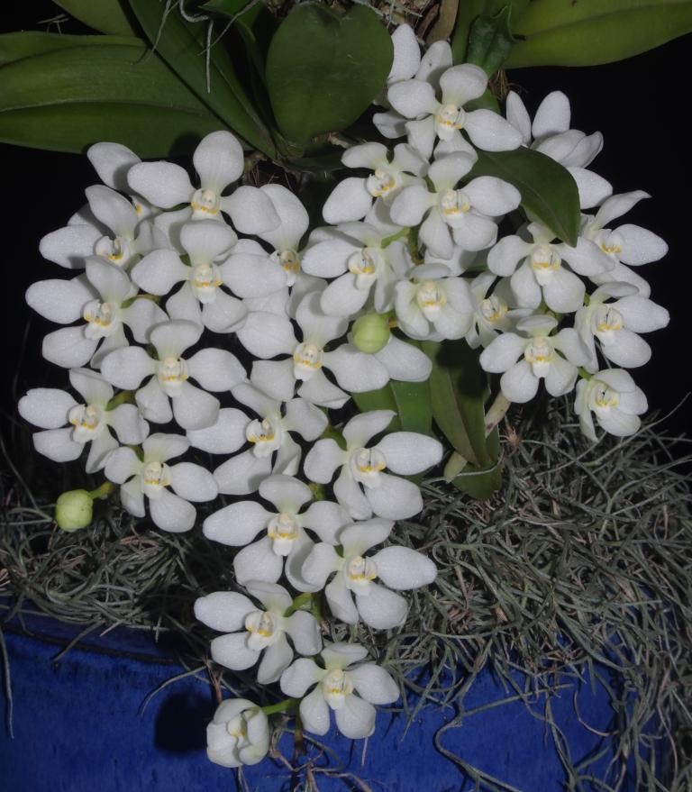 Sarcochilus falcatus