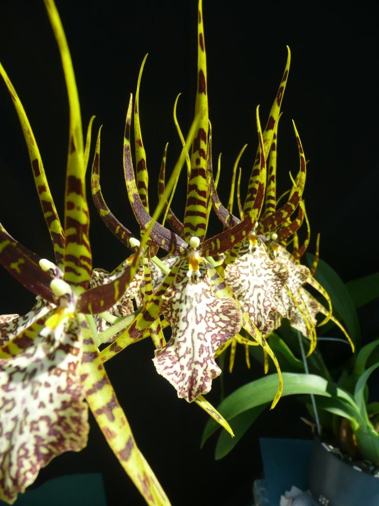 Brassostele Rainbow Spiders - AM/AOC