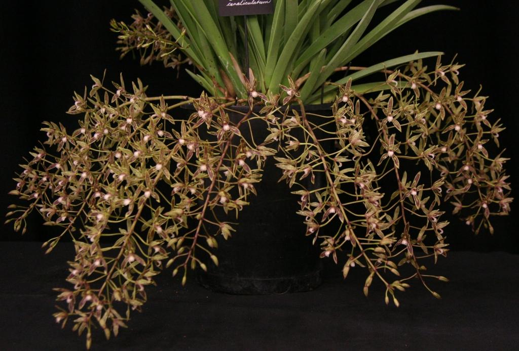Cymbidium canaliculatum