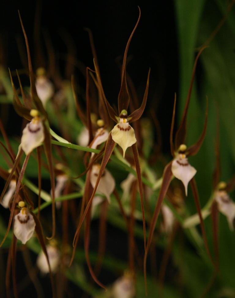 Brassia keiliana - AM/AOC