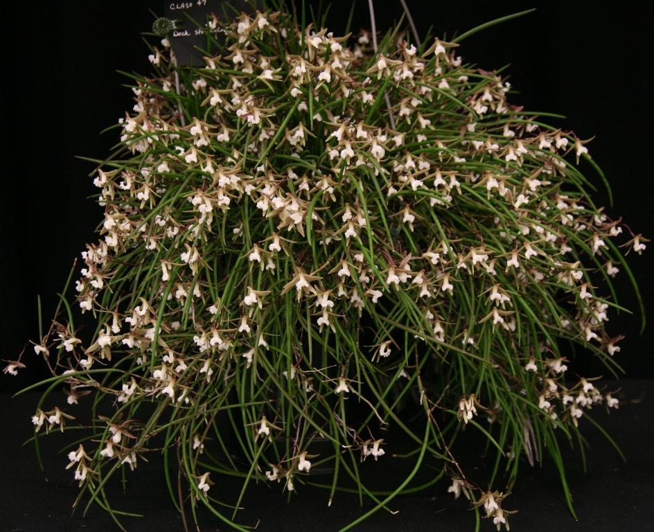 Dendrobium striolatum