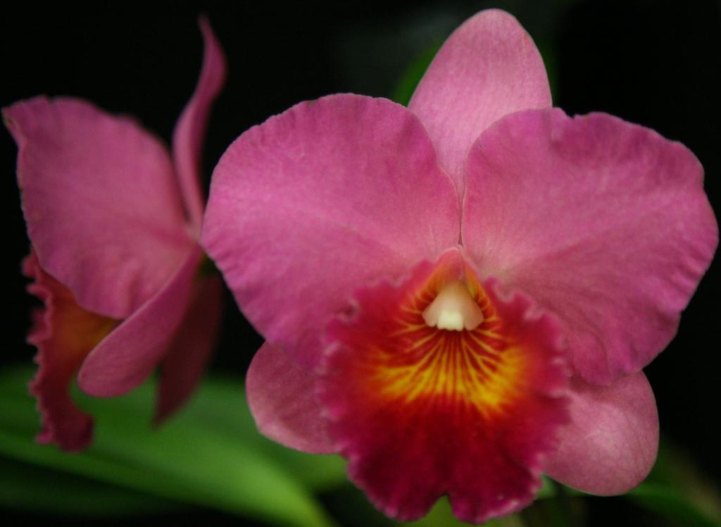 Rhyncholaeliocattleya Dendi's Beau