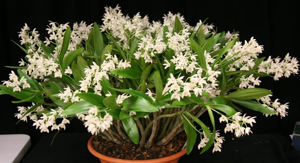 Den Specio-kingianum