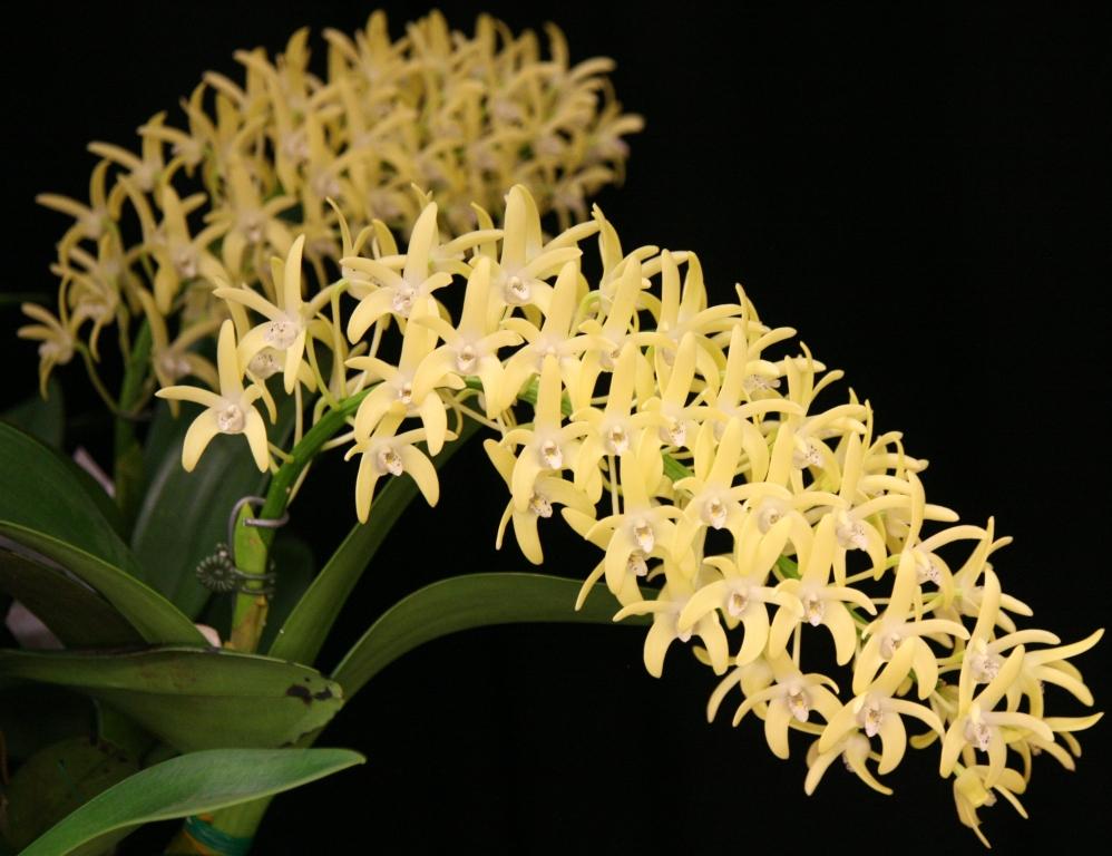 Dendrobium speciosum var. boreale - HCC/AOC