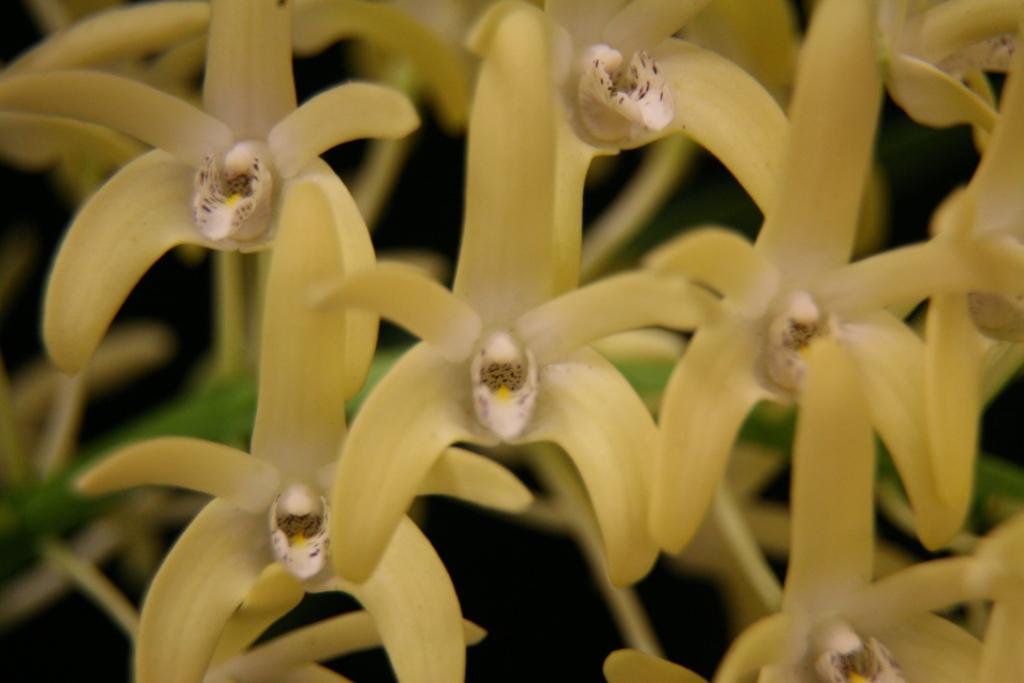 Dendrobium speciosum var. boreale - photo 2