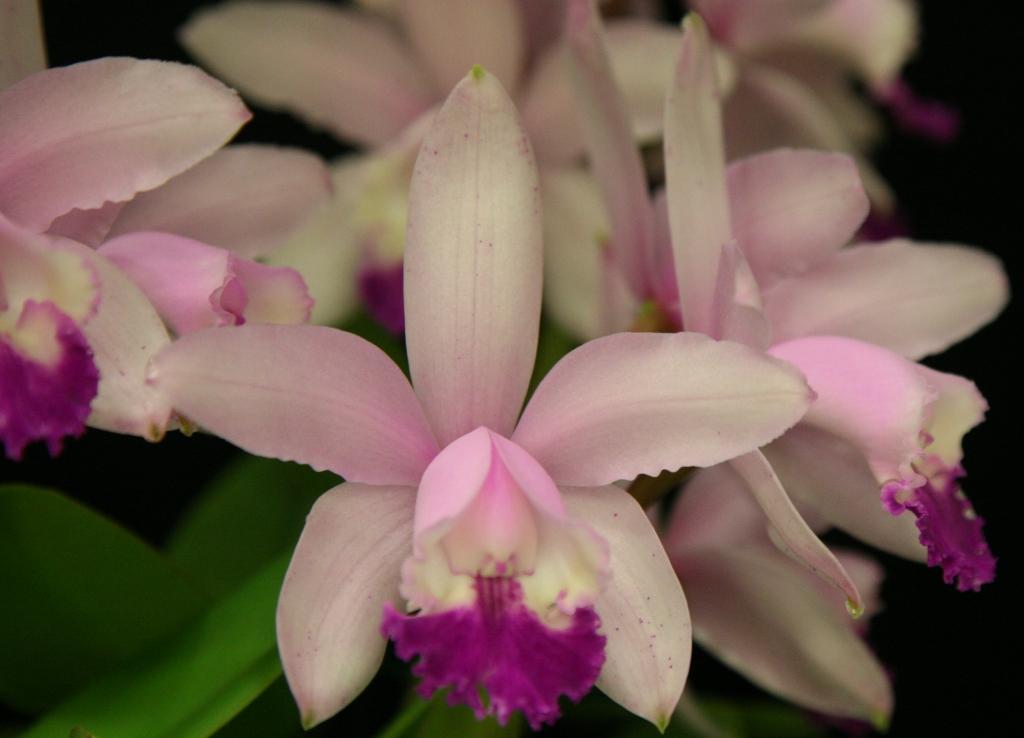Cattleya intermedia - HCC/AOC