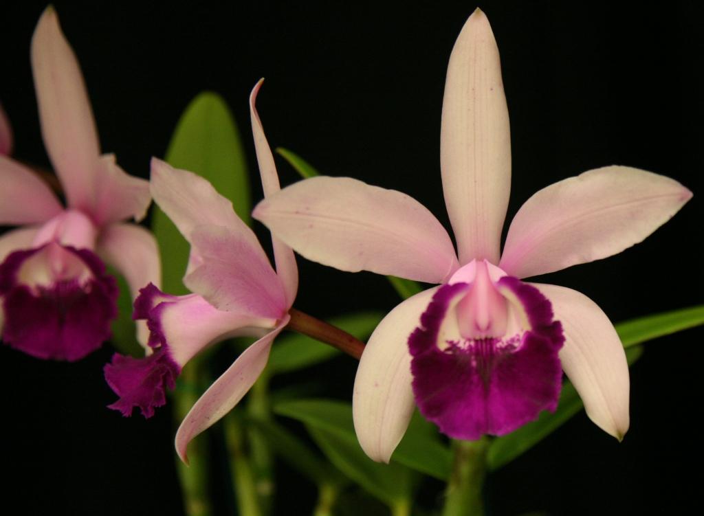 Cattleya intermedia - HCC/AOC