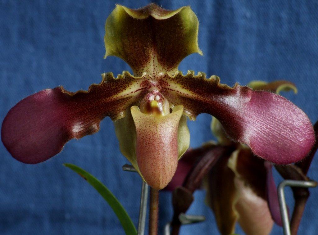 Paphiopedilum hirsutissimum - HCC/AOC