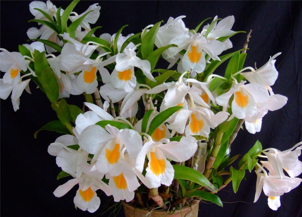 Dendrobium formosum