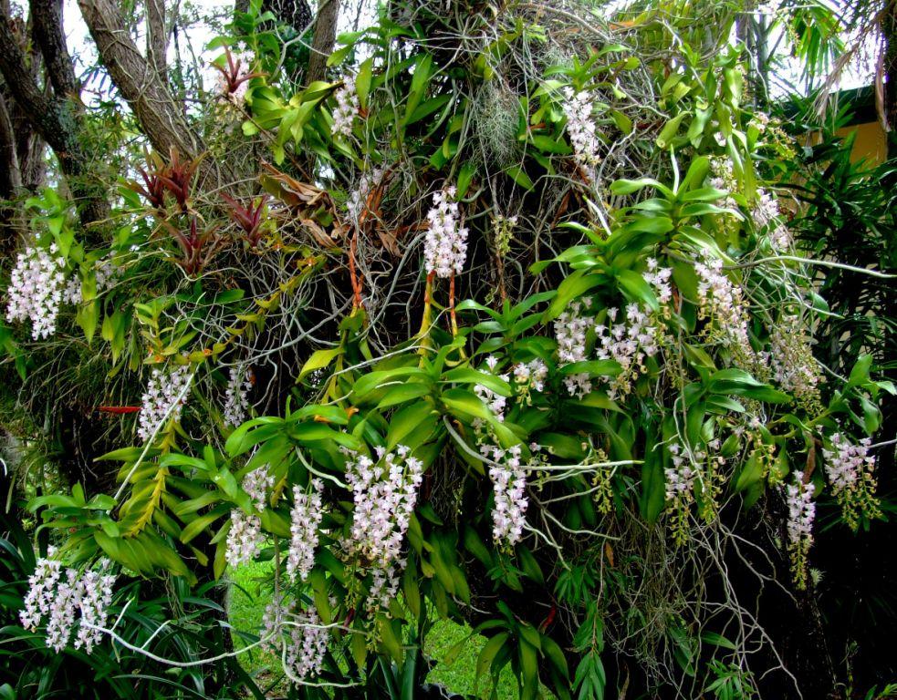 Aerides odorata