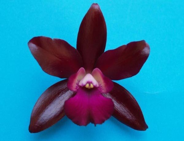 Cattlianthe Loog Tone