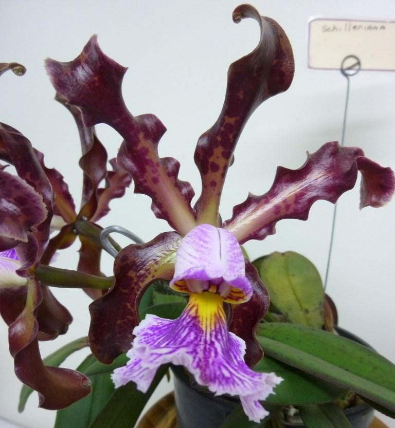 Cattleya schilleriana - HCC/AOC