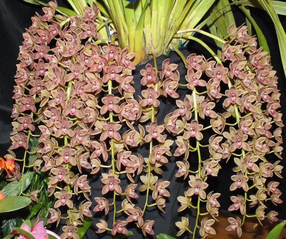 Cymbidium Doctor Len