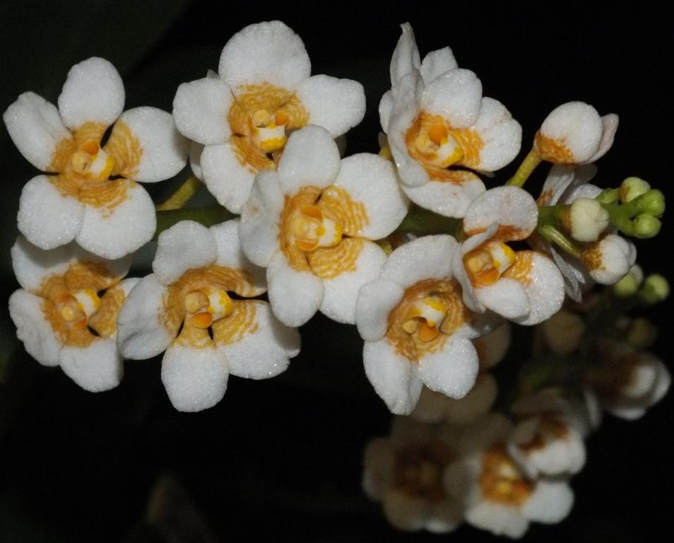 Sarcochilus Roberta