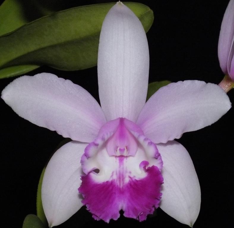 Cattleya intermedia - HCC/AOC