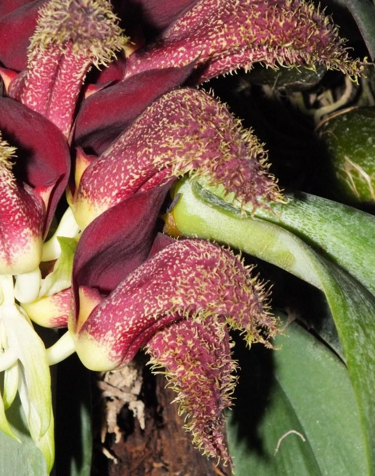 Bulbophyllum phalaenopsis - AM/AOC