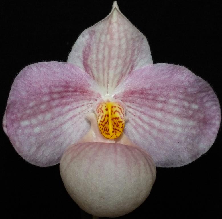 Paphiopedilum Lola Bird - HCC/AOC