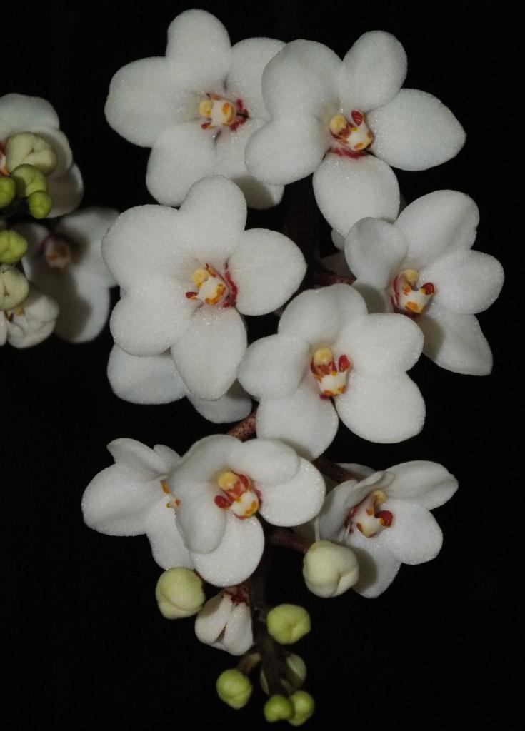 Sarcochilus hartmannii - AM/AOC