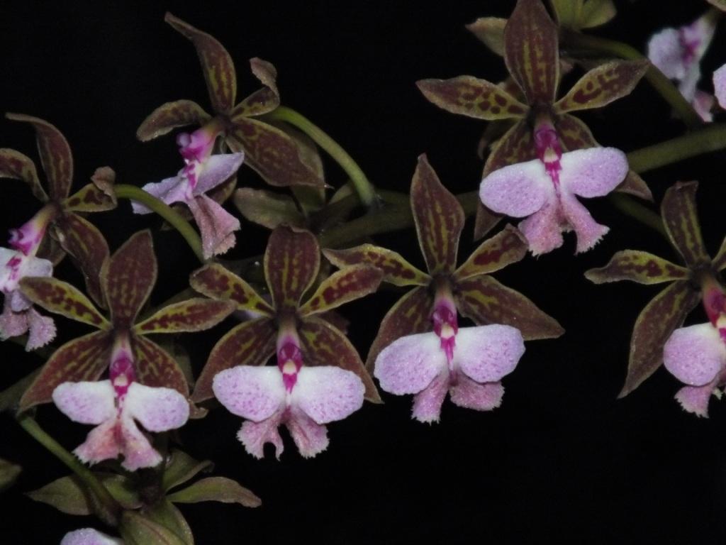 Epidendrum stamfordianum 'Lilly's Pink'