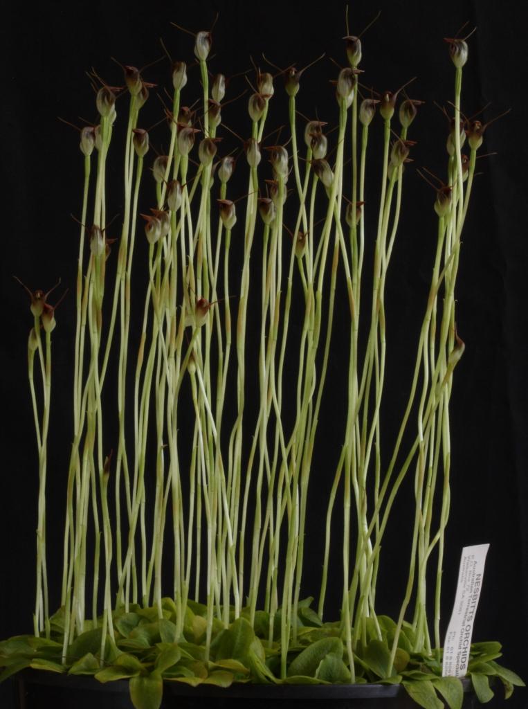 Pterostylis pedunculata