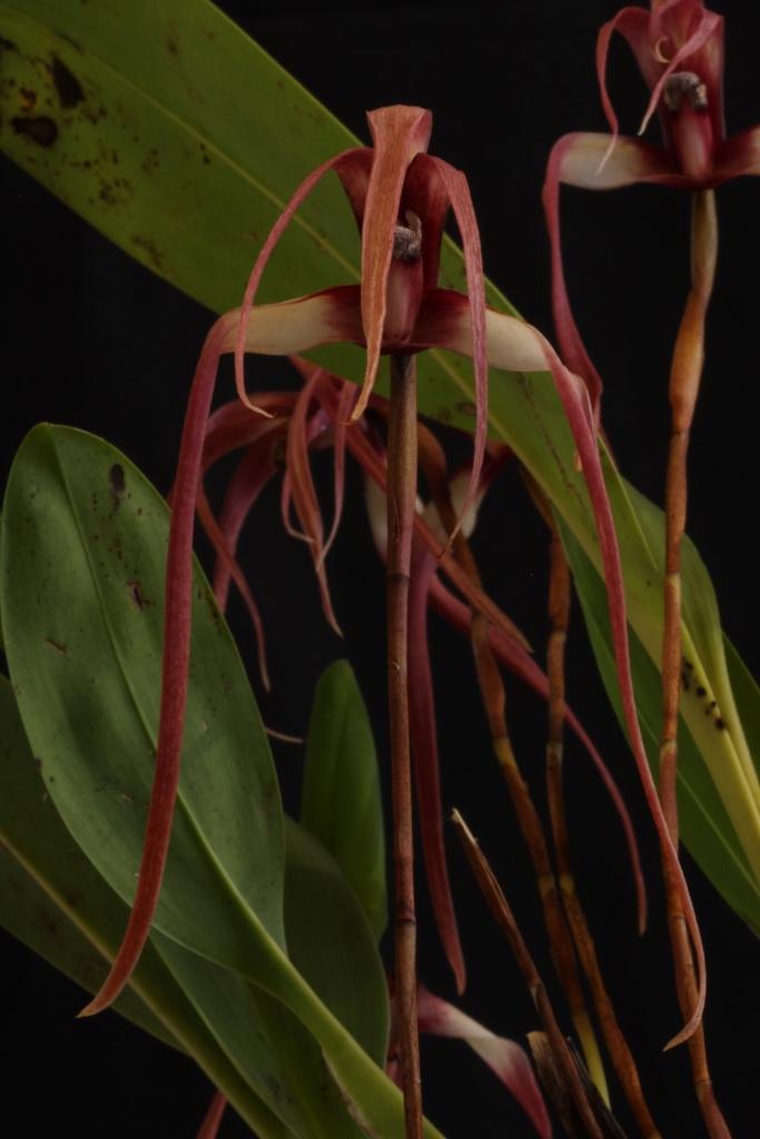 Maxillaria longissima - HCC/AOC