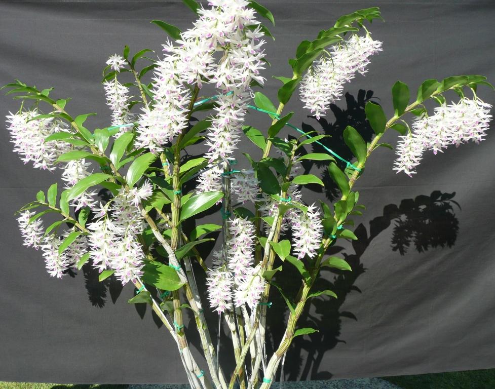 Dendrobium amethystoglossum