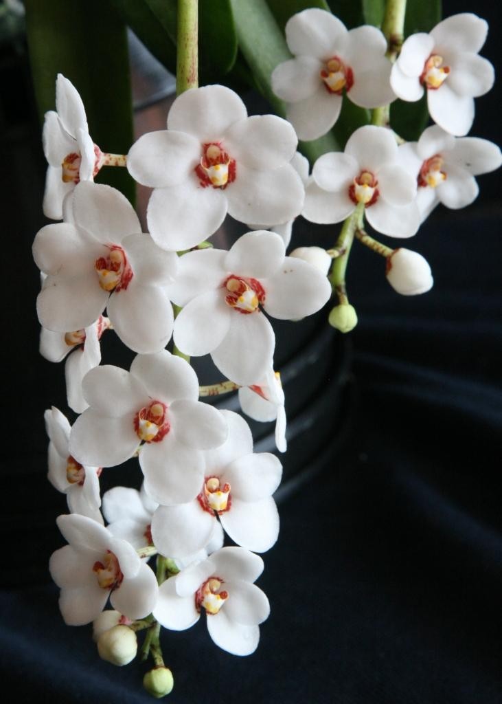Sarcochilus hartmannii - AM/AOC