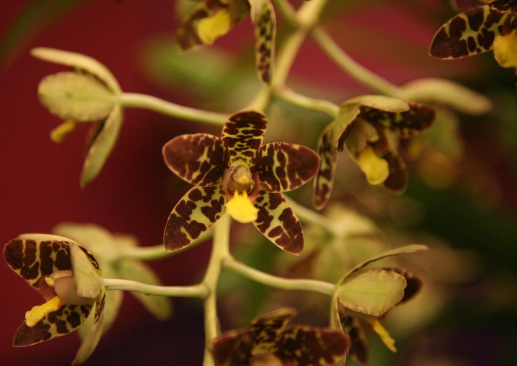 Ansellia africana - AM/AOC