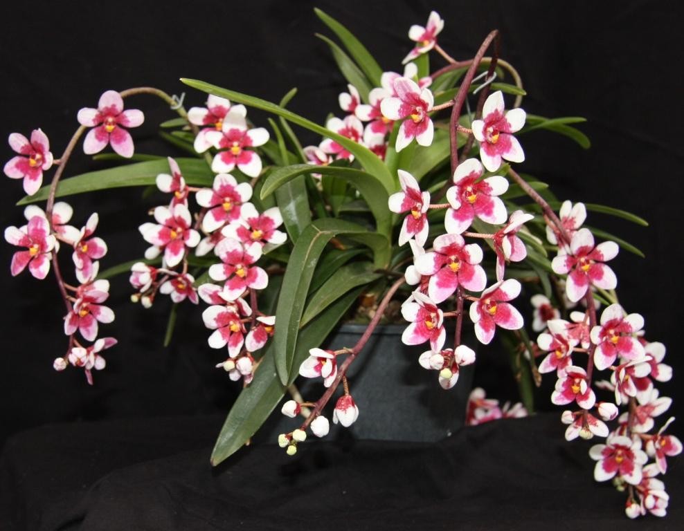 Sarcochilus Lyn